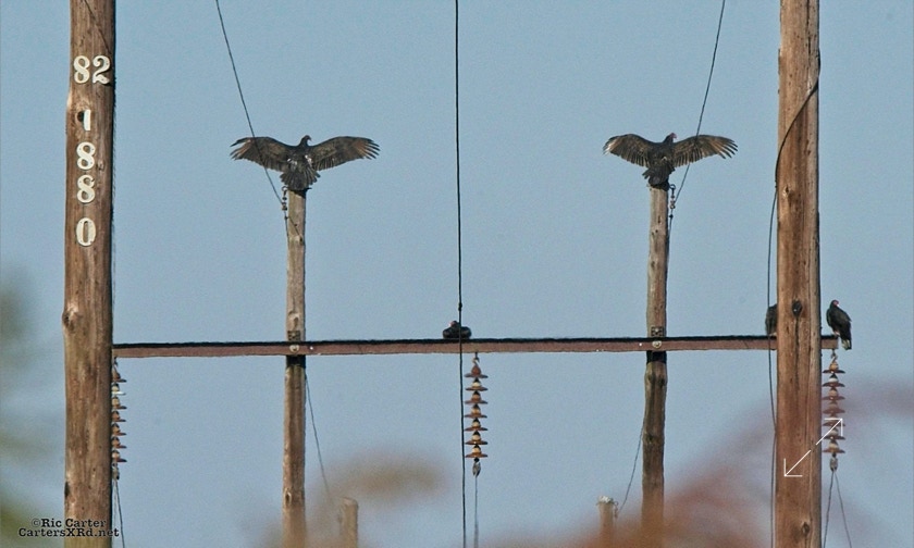 Turkey Vultures, Washington NC