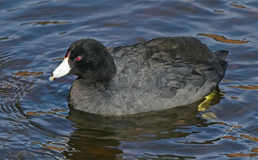 Coot, New Bern NC