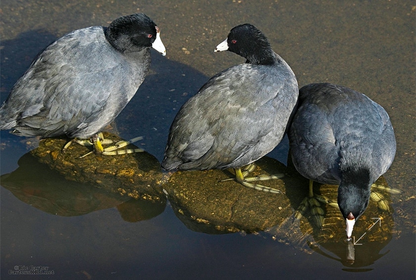 Coot, New Bern NC