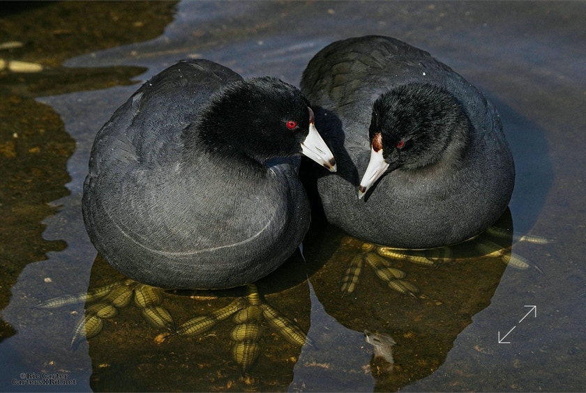 Coot, New Bern NC