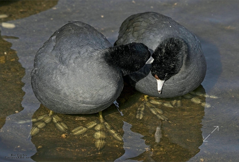Coot, New Bern NC