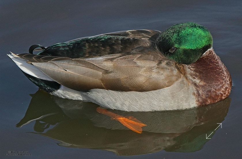Mallard, New Bern NC