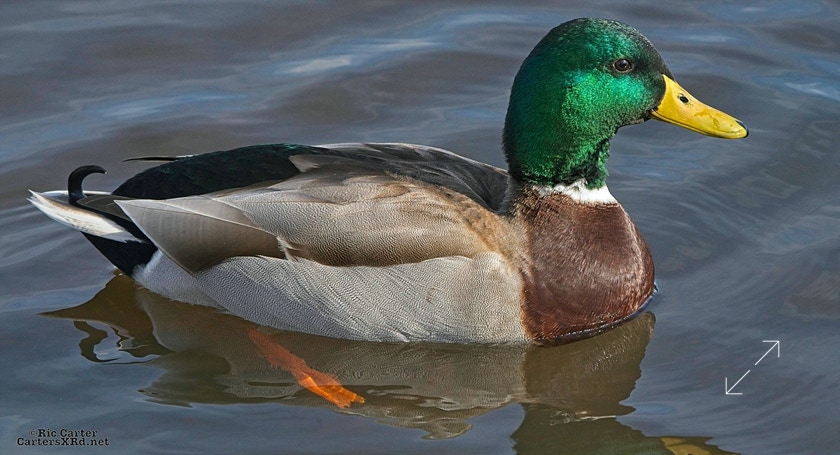 Mallard, New Bern NC