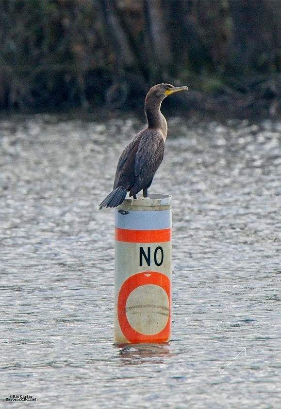 Double-Crested Cormorant, Washington NC