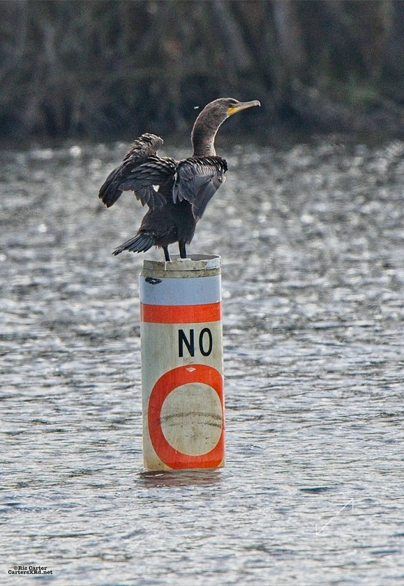 Double-Crested Cormorant, Washington NC