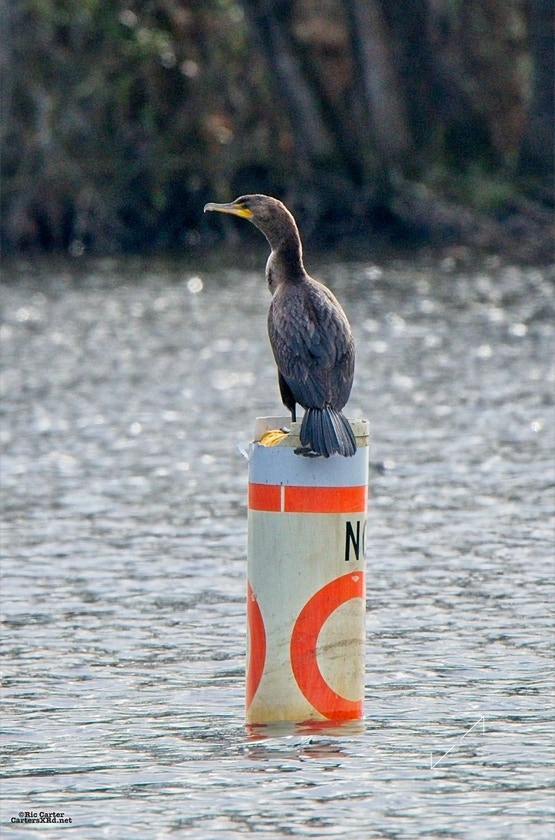 Double-Crested Cormorant, Washington NC